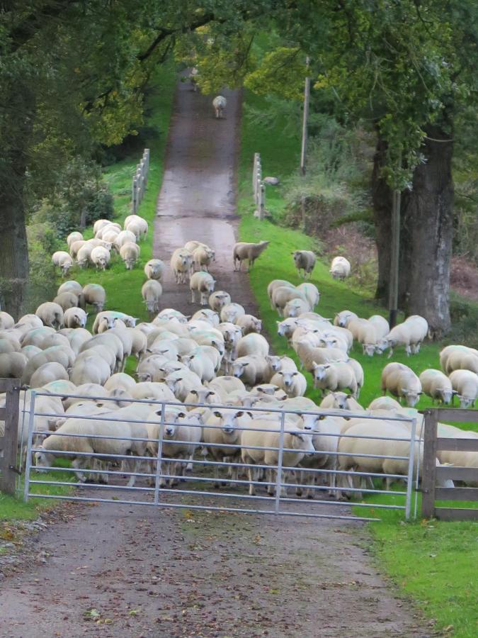 La Ferme De Pomereix Le Dorat Exteriör bild